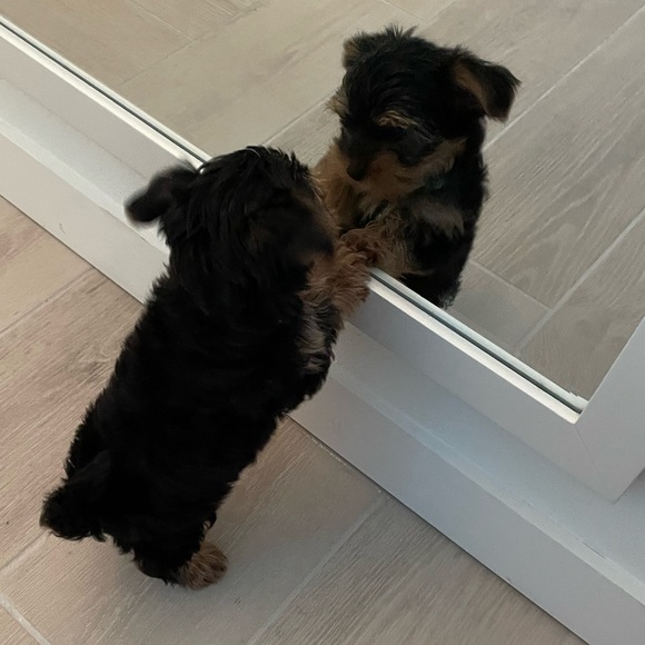 Like this for live show notification! - Picture 16 of 16